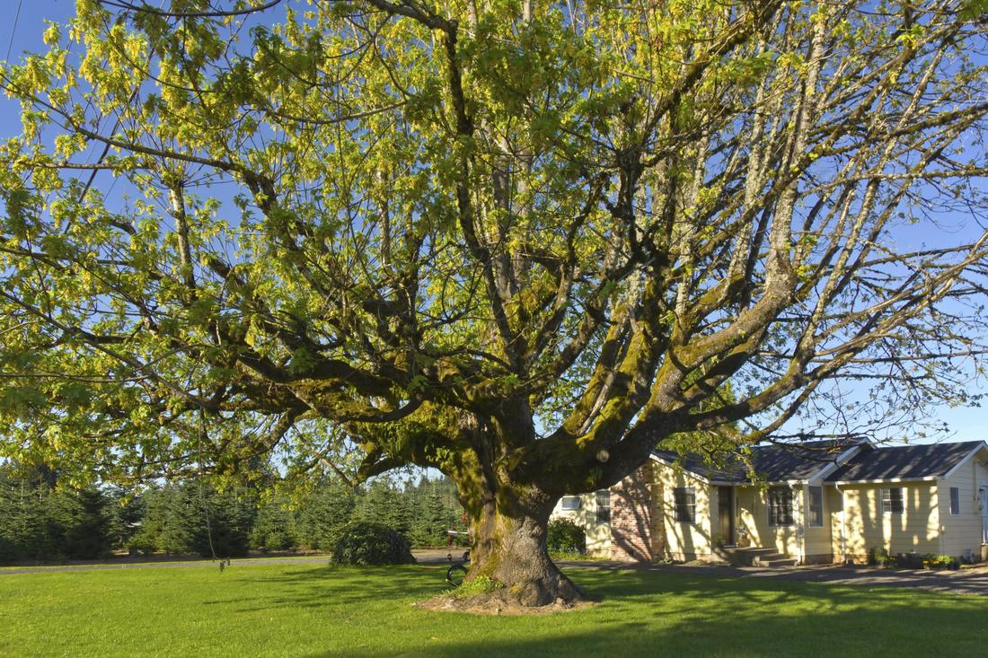 A big old tree