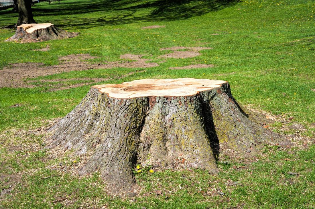 Stump Grinding