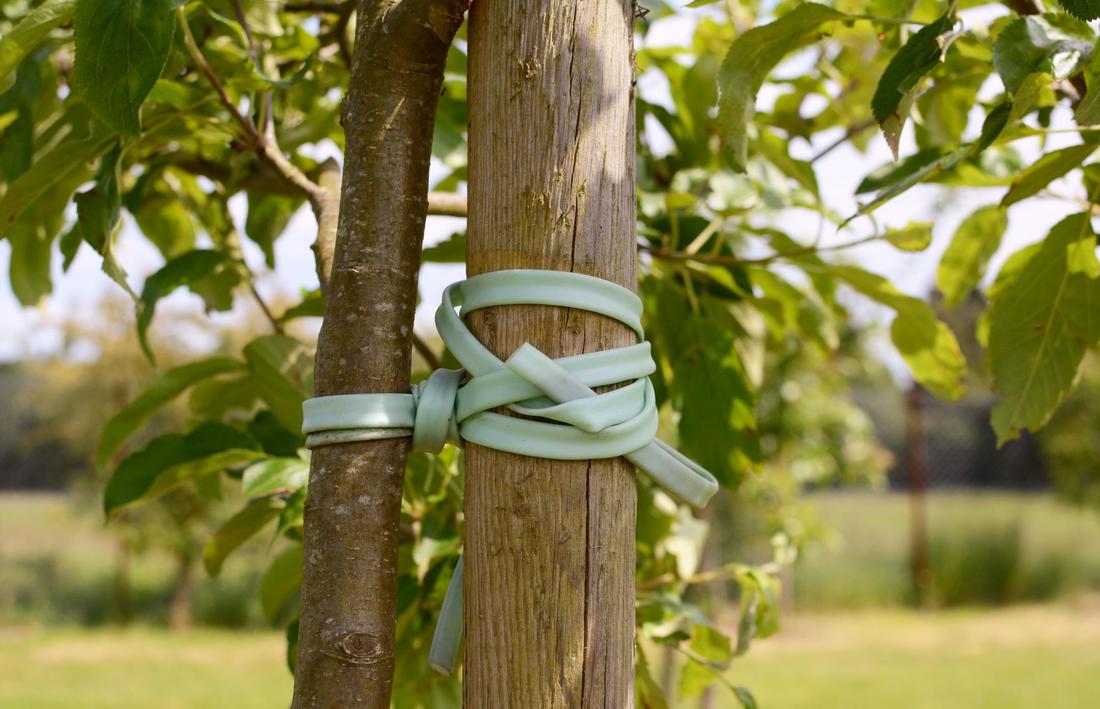 Tree Cabling