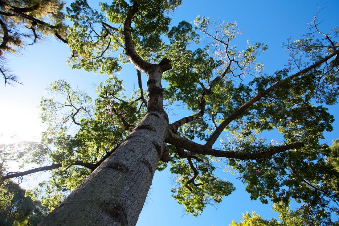 A big tree