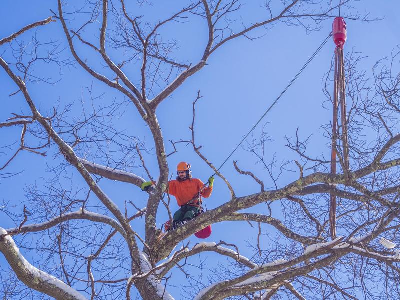 tree trimming