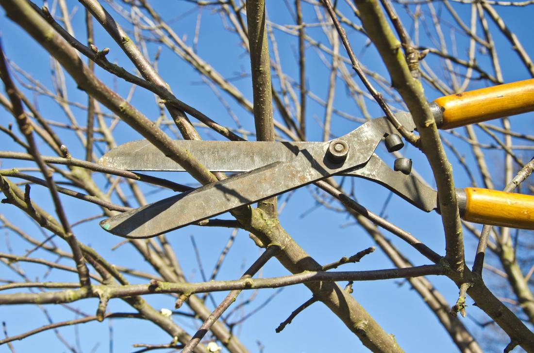 Tree Trimming